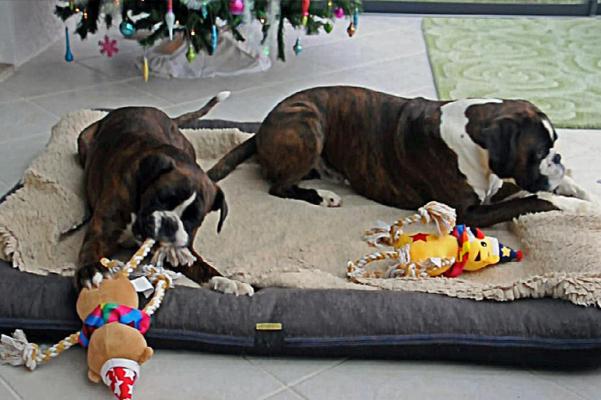 Giotto et Guenièvre Noël 2017 les jouets de leurs maîtres