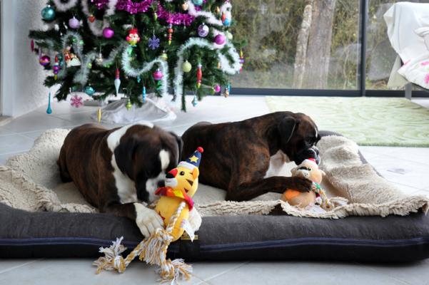 Giotto et Guenièvre Noël 2017 les jouets de leurs maîtres