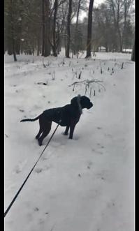 J'Kaleesi dans la neige du Michigan